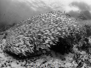 Sliver River. Oxeye Scad - Selar boops. Sail Rock, Thaila... by Stefan Follows 